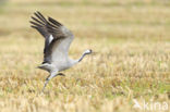 Kraanvogel (Grus grus)