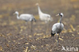 Kraanvogel (Grus grus)