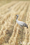 Kraanvogel (Grus grus)