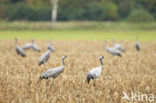 Kraanvogel (Grus grus)