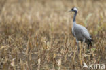 Kraanvogel (Grus grus)