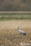 Kraanvogel (Grus grus)