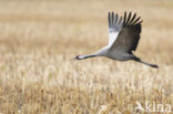 Kraanvogel (Grus grus)