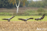 Kraanvogel (Grus grus)