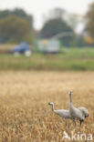 Kraanvogel (Grus grus)