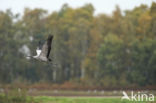 Kraanvogel (Grus grus)