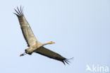 Common Crane (Grus grus)