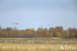 Kraanvogel (Grus grus)