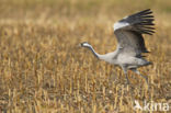 Kraanvogel (Grus grus)