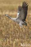 Kraanvogel (Grus grus)