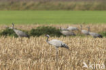 Kraanvogel (Grus grus)