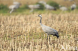 Kraanvogel (Grus grus)