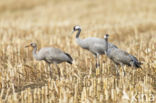 Kraanvogel (Grus grus)