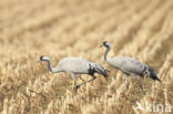 Kraanvogel (Grus grus)