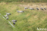 Common Crane (Grus grus)