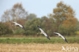 Kraanvogel (Grus grus)