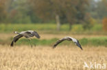 Kraanvogel (Grus grus)