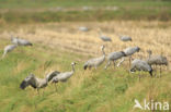 Kraanvogel (Grus grus)