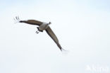 Common Crane (Grus grus)