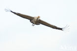 Kraanvogel (Grus grus)