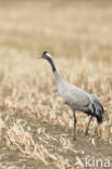 Kraanvogel (Grus grus)