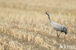 Kraanvogel (Grus grus)