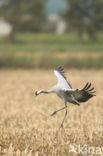 Kraanvogel (Grus grus)