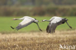 Kraanvogel (Grus grus)