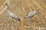 Kraanvogel (Grus grus)
