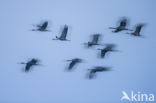 Common Crane (Grus grus)