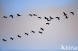 Common Crane (Grus grus)