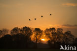 Kraanvogel (Grus grus)