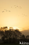 Common Crane (Grus grus)