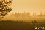 Kraanvogel (Grus grus)