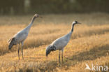 Common Crane (Grus grus)