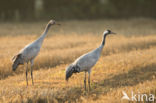 Kraanvogel (Grus grus)