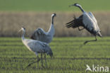 Kraanvogel (Grus grus)