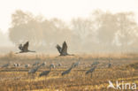 Kraanvogel (Grus grus)