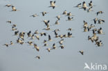 Kraanvogel (Grus grus)