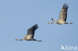 Kraanvogel (Grus grus)