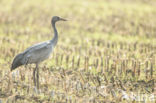 Kraanvogel (Grus grus)