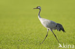 Common Crane (Grus grus)