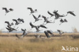 Kraanvogel (Grus grus)