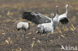 Kraanvogel (Grus grus)