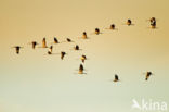 Common Crane (Grus grus)