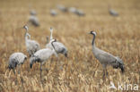 Kraanvogel (Grus grus)