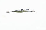 Common Crane (Grus grus)