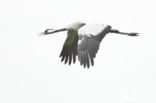 Common Crane (Grus grus)