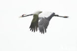 Common Crane (Grus grus)