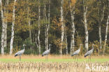 Kraanvogel (Grus grus)